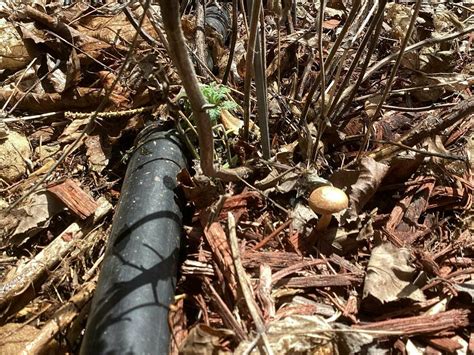 Id Request Panaeolus Sp Mushroom Hunting And Identification