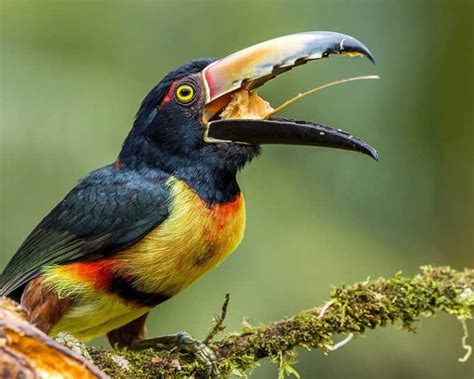 What Do Toucans Eat? (Diet & Facts)