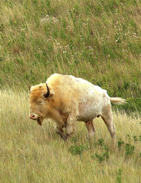 White Buffalo | Wild animals pictures, Animals wild, Rare animals