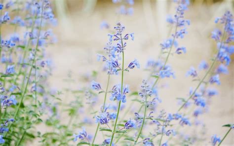 Blue Small Flowers MacBook Air Wallpaper Download | AllMacWallpaper