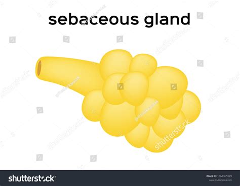 Sebaceous Gland Human Skin Vector Vetor Stock Livre De Direitos