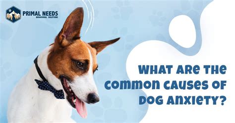 What Are The Common Causes Of Dog Anxiety? - Primal Needs