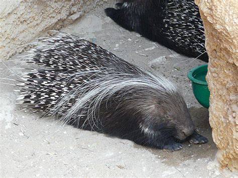 Hystrix Africaeaustralis Cape Porcupine In Zoos