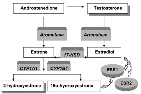 Functions Of Swan Genetics Sex Steroid Metabolism Enzymes And