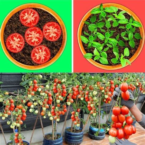 Cultivez Votre Propre Plante De Tomate Et Beaucoup De Fruits Avec Ces 5