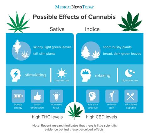 Indica vs. sativa: What's the difference?