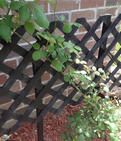 DIY Rose Trellis