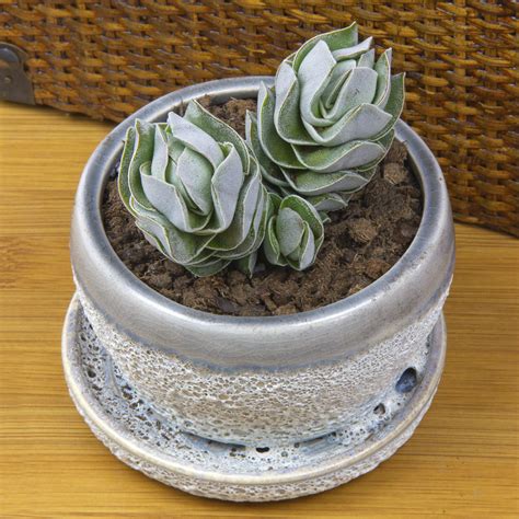 Crassula Ivory Pagoda Crassula Hybrid Growing Succulents Cacti And