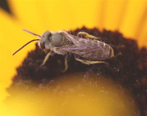 Halictus Tumulorum I Gew Hnliche Goldfurchenbiene Halictu Flickr