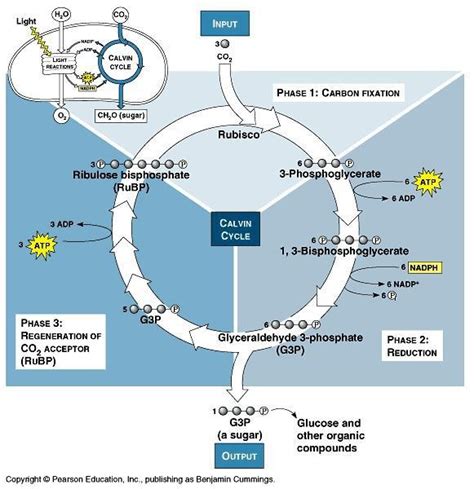 Light Independent Reactions Photosynthesis