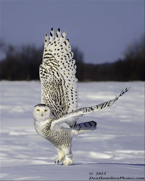 Snowy Owl Diet In Captivity Amanda - comicposts