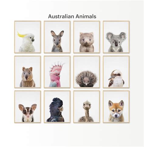 Australian Baby Animals Print Set of 12 Printable Nursery - Etsy Australia