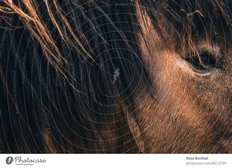 Horse Close Up Head