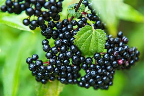 Avoid These Toxic Berries That Could Make You Sick