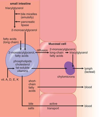 Chapter 11 Lipid And Amino Acid Metabolism Flashcards Quizlet