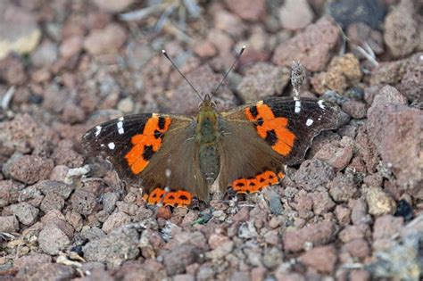 La Mariposa Almirante Roja Vanessa Atalanta Con Las Alas Abiertas Sobre