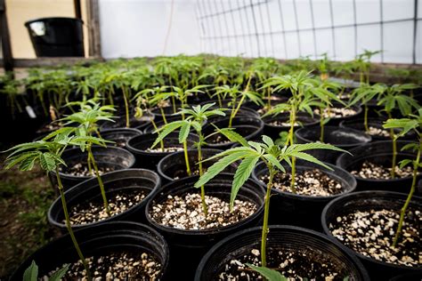 How To Transplant Cannabis Clones High Desert Clones