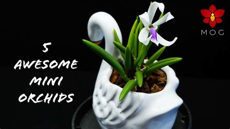 Missorchidgirl 5 Awesome Mini Orchids You Should Know About