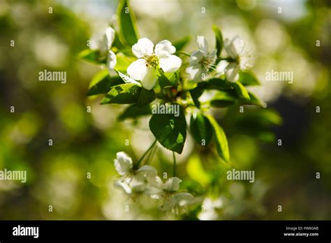 Flowering Cherry Prunus Cerasus Stock Photo Alamy