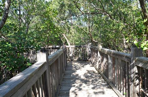 wood boardwalk or path or trail with mangrove trees 20933745 Stock ...