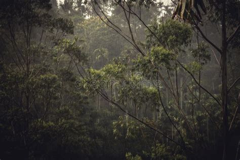 Rain Forest Tropical Scenery during Tropical Rain in Dark Jungle Stock Photo - Image of lanka ...