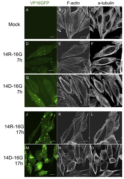 Early Alterations Of Cytoskeletal Proteins In UL14D Infected Cells