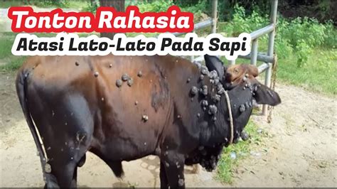 Rahasia Atasi Penyakit Lato Lato LDS Pada Sapi YouTube