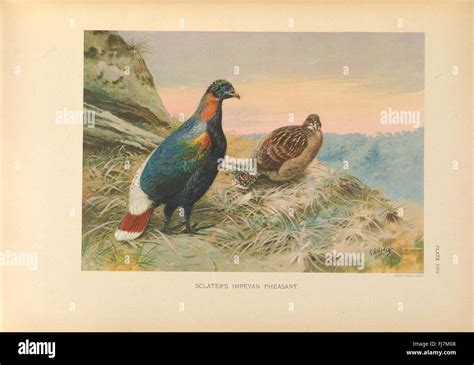 Monograph Pheasants Hi Res Stock Photography And Images Alamy