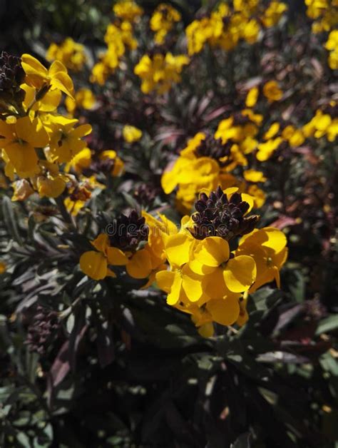 Wallflower Fragrant Sunshine Perennial Plant With Yellow Flowers