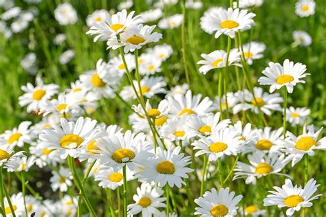 Daisy Flower Meaning and Colour Symbolism