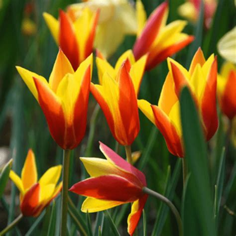 Тюльпан Клузиана Синтия 🌷 купить с доставкой курьером, почтой ...