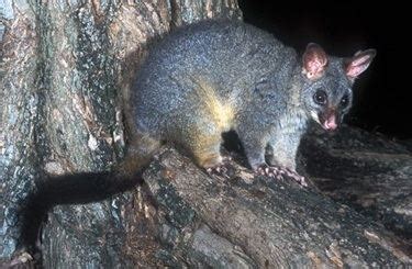 Common brushtail possum - Alchetron, the free social encyclopedia