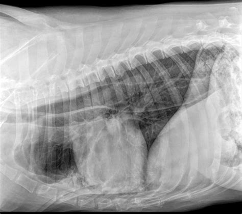 Diagnostic Imaging Exam Ii Flashcards Quizlet