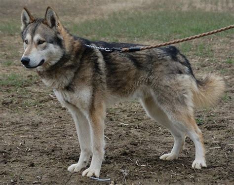 8 Razas De Perros Lobos Parecen Lobos Salvajes