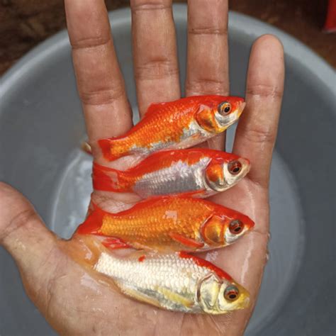 Jual ikan hias mas komet, merah ,slayer dll - Kota Bekasi - legok fish ...