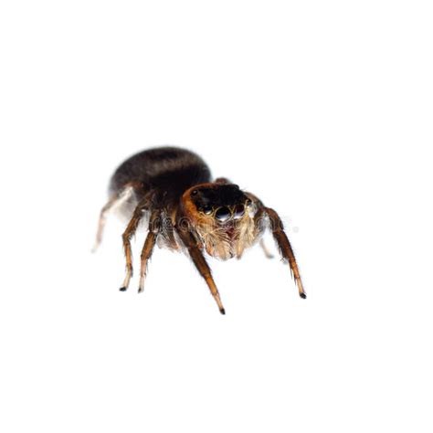 Red and Black Jumping Spiders Stock Image - Image of fauna, spiders: 102875717