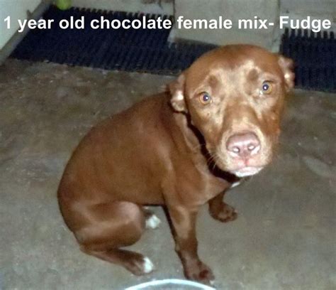 Adopt Fudge On Petfinder Chocolate Labrador Retriever Adoption