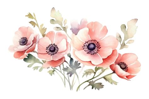 Premium Vector Watercolor Anemone Rose Flowers Hand Drawn