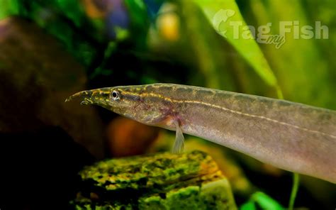 Freshwater Eels Care Guide: Fact Sheet, Breeding, Behavior, 59% OFF