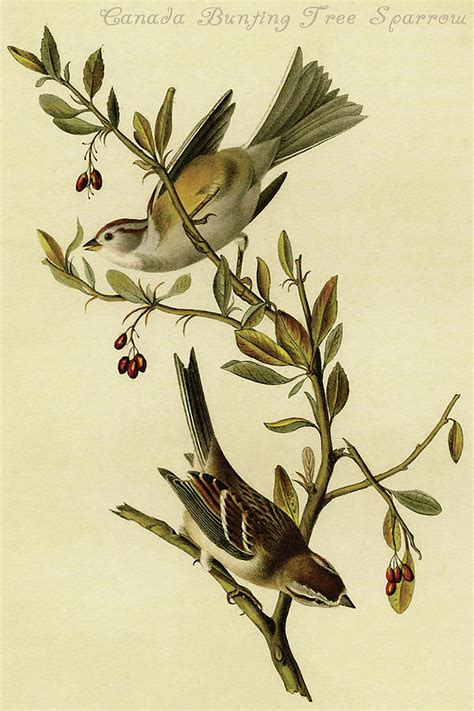 Canada Bunting Tree Sparrow Painting By John James Audubon Fine Art