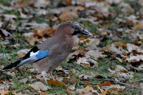 Garrulus Glandarius Eurasian Jay Geai Des Ch Nes Ren Van