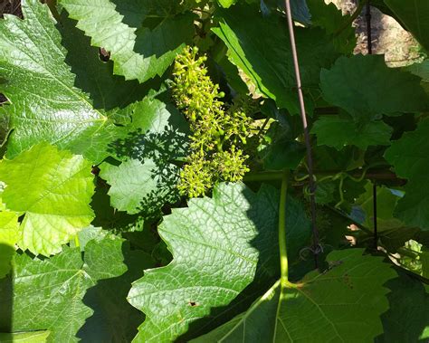 Kiša može da izazove infekciju vinove loze - Dobro Jutro