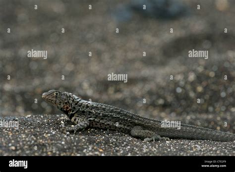 Un lagarto de lava de galápagos microlophus albemarlensis descansa