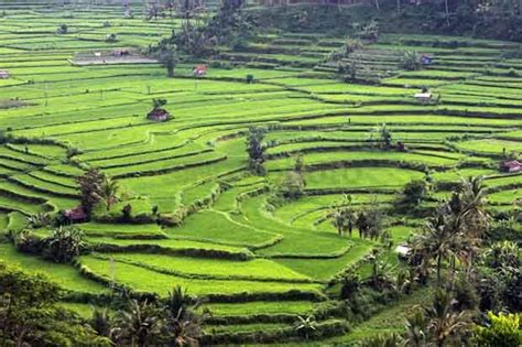 Cintai Dan Kenali 17 Warisan Budaya Indonesia Yang Diakui UNESCO