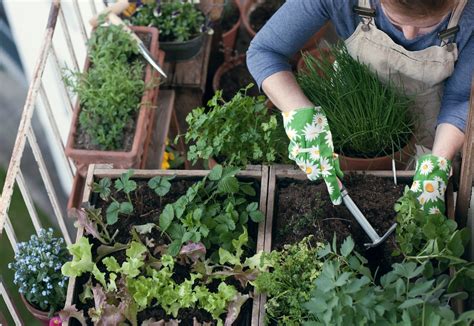 Create herb garden on the balcony " How to do it