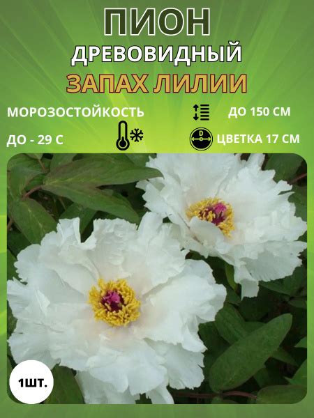 Клубни Пионы Russian Garden купить по выгодной цене в интернет-магазине ...