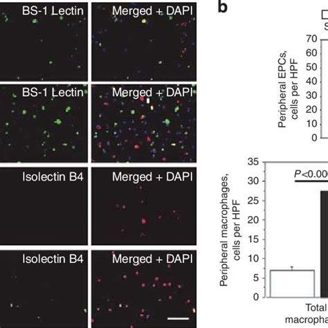 Mobilization Of Bone Marrowderived Cells The Number Of Endothelial Download Scientific