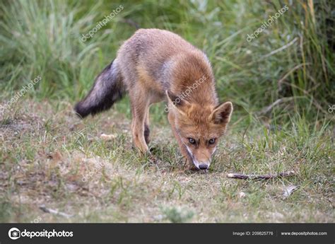 Cute Red Fox Natural Habitat — Stock Photo © EBFoto #209825776