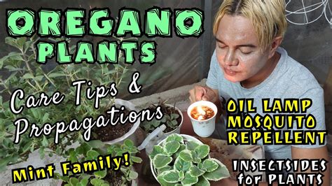 Oregano Plants Care Tips And Propagations How To Make Oregano Mosquito Repellent And Insecticides