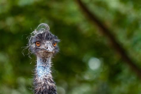 8 Amazing Emu Facts